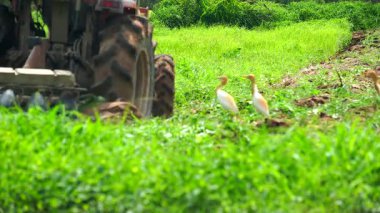 Çiftçiler çiftçilik için tarlayı sürmek için traktör kullanıyorlar..