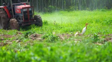 Çiftçiler çiftçilik için tarlayı sürmek için traktör kullanıyorlar..