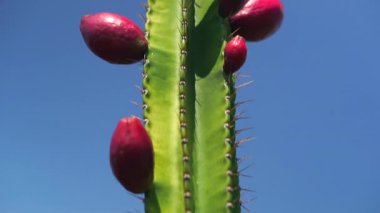 Bahçedeki Jamakaru kaktüsü meyve dolu. Peru elma kaktüsü, Cereus repandus,