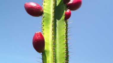 Bahçedeki Jamakaru kaktüsü meyve dolu. Peru elma kaktüsü, Cereus repandus,