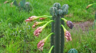 Kaktüsler bahçede çiçek açıyor..