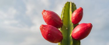 Olgun kırmızı jamacaru kaktüsü meyvesi.