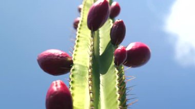 Ağaçta kırmızı kaktüs meyvesi, Jamacaru türü..