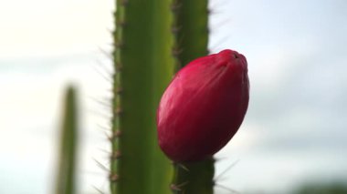 Ağaçta kırmızı kaktüs meyvesi, Jamacaru türü..