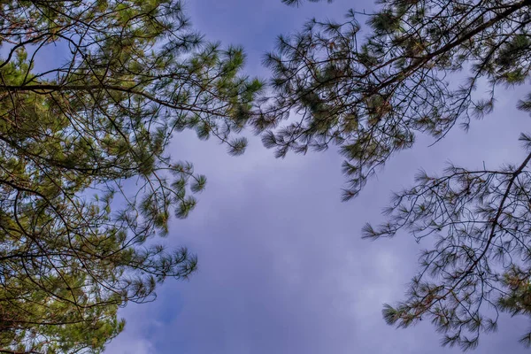 Vrcholy Stromů Pozadí Velký Mrak Ručně Kolorovaných Útesů — Stock fotografie