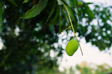 Mango ağacı, ekşi bir tadı olan, verimsiz, yeşil, küçük meyveler.