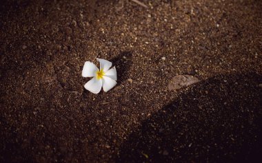 Çiçekler beyaz, güzel, taze, yere konmuş, kahverengi..