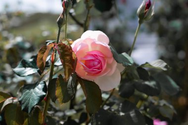 Beyaz, güzel renklerle karıştırılmış soluk pembe güller. Resmin ortasında gösterilen 