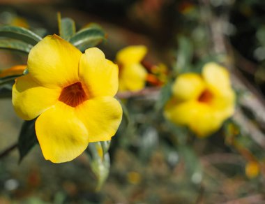 Güzel, parlak, sarı kış çiçekleri ve güzel renkler.