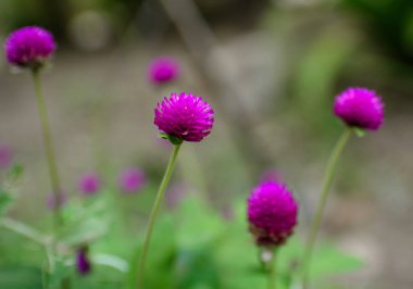 Birkaç çiçek, güzel mor bir renk..