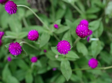 Birkaç çiçek, güzel mor bir renk..