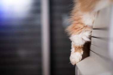 Turuncu İran kedisi bacaklarını sallayarak tatlı bir pozisyonda uyuyor..