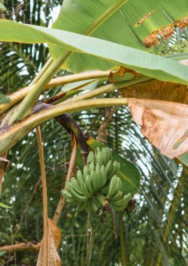 Üzerinde yeşil meyveler olan muz ağacı henüz olgunlaşmadı, güzelce dik duruyor.