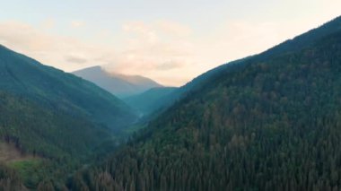 Ukrayna Karpatya dağlarında sabah sisi. Hava aracı görüntüsü. FullHD