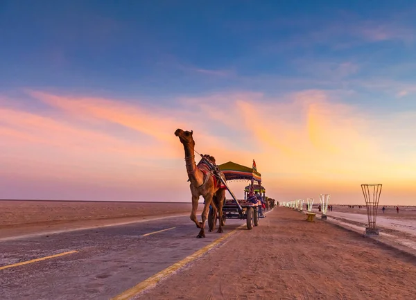 インド グジャラート州ラン カッチの日没を背景にカラフルなラクダのカート — ストック写真