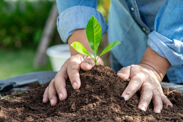 stock image Gardener woman plant a tree with peat moss organic matter improve soil for agriculture organic plant growing, ecology concept.