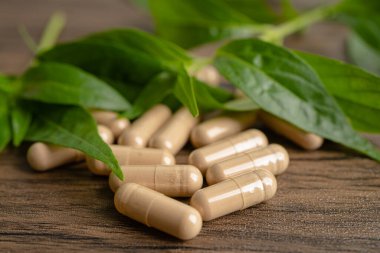 Andrographis paniklemesi ya da kariyer yaprağı bitkisi. Kovid19 koronavirüs enfeksiyonunu tedavi etmek için bitki kapsülleri..