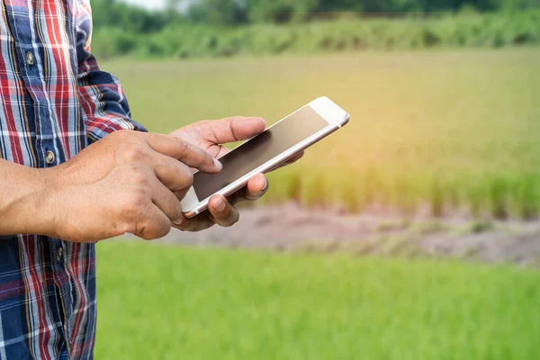 Farmer use digital mobile phone to collect, report and analyze data in rice agriculture farm, Smart farming concept.