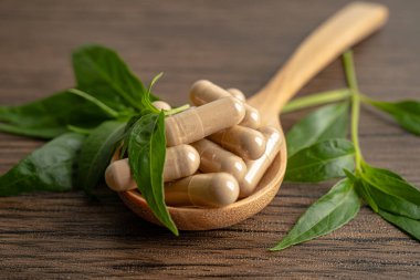 Andrographis paniklemesi ya da kariyer yaprağı bitkisi. Kovid19 koronavirüs enfeksiyonunu tedavi etmek için bitki kapsülleri..