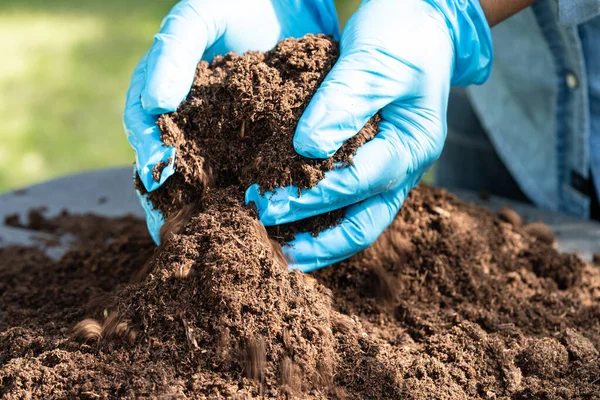 Gardener woman holding peat moss organic matter improve soil for agriculture organic plant growing, ecology concept.