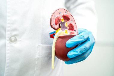 Böbrek hastalığı, kronik böbrek hastalığı, hastanede çalışmak ve tedavi etmek için doktor holding modeli..