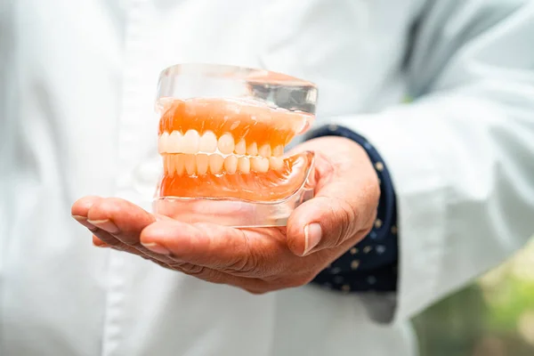 Dentadura Postiza Dentista Con Modelo Dientes Dentales Para Estudiar Tratar — Foto de Stock