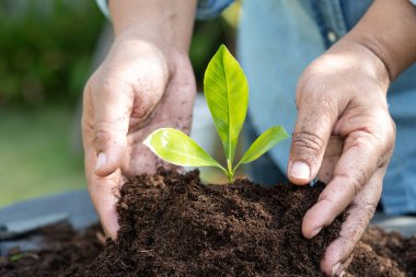 Bahçıvan kadın turba yosunlu bir ağaç dikiyor organik madde tarımsal organik bitki yetiştirmek için toprağı geliştiriyor, ekoloji kavramı.