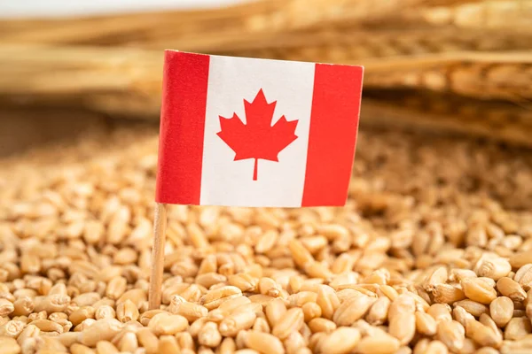 Granos Trigo Con Bandera Canadá Exportación Comercial Concepto Economía — Foto de Stock