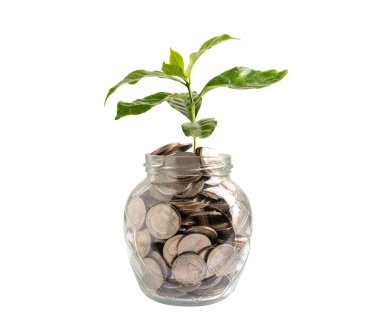 Tasarruf paraları üzerinde ağaç yaprağı, iş finansmanı tasarruf bankacılık yatırım kavramı.