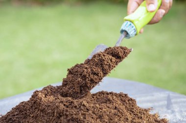 Elinde turba yosunu tutan bahçıvan kadın tarımsal organik bitki ve ekoloji konsepti için toprağı geliştiriyor..
