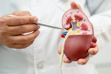 Böbrek hastalığı, kronik böbrek hastalığı, hastanede çalışmak ve tedavi etmek için doktor holding modeli..