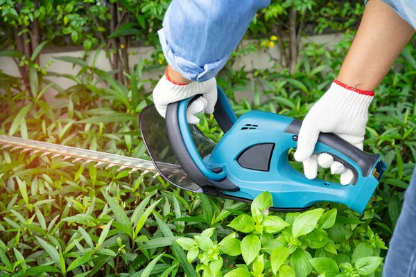 stock image Woman taking care and growing plants, Hobby planting home garden, ornamental pruning.