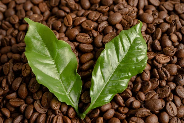 新鮮な緑の葉で焙煎されたコーヒー豆の中火 — ストック写真