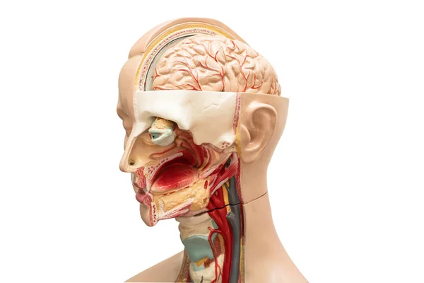Модель Людського Мозку Анатомії Голови Курсу Медичної Підготовки Викладання Медицини — стокове фото