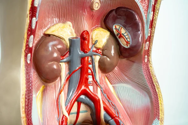 Anatomie Des Menschlichen Nierenmodells Für Medizinische Ausbildung Medizinische Ausbildung — Stockfoto
