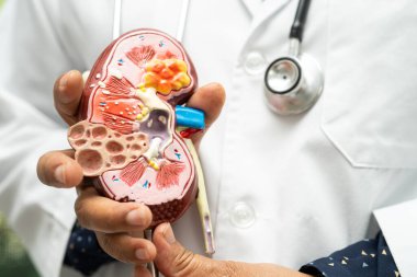 Böbrek hastalığı, kronik böbrek hastalığı, hastanede çalışmak ve tedavi etmek için doktor holding modeli..