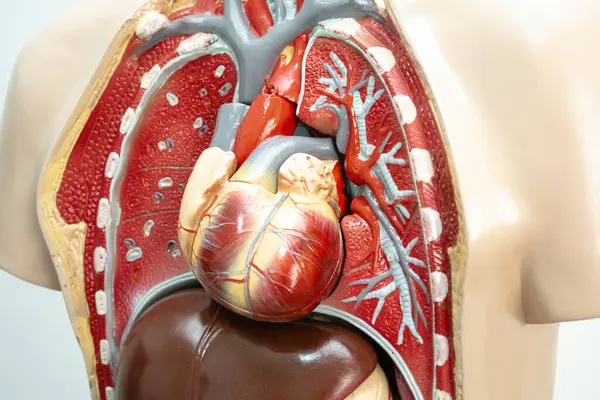 Sistema Coração Humano Anatomia Modelo Para Curso Formação Médica Ensino — Fotografia de Stock