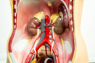 Tıp eğitimi için insan böbrek modeli anatomisi, tıp eğitimi.