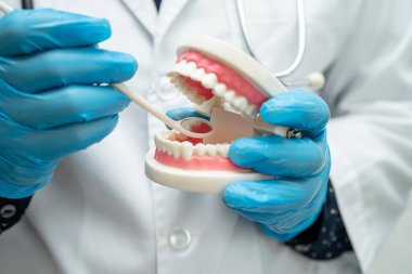 Diş macunu, diş hekimi hastanede çalışmak ve tedavi etmek için diş modelini tutuyor..
