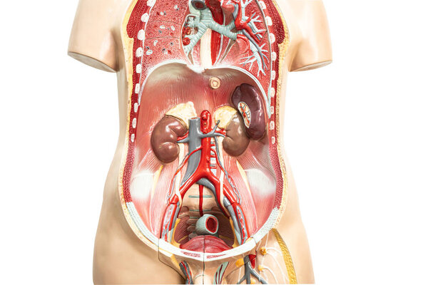 Human kidney model anatomy for medical training course, teaching medicine education.