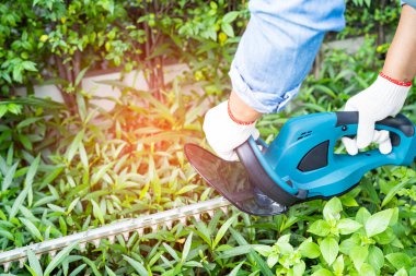 Woman taking care and growing plants, Hobby planting home garden, ornamental pruning.