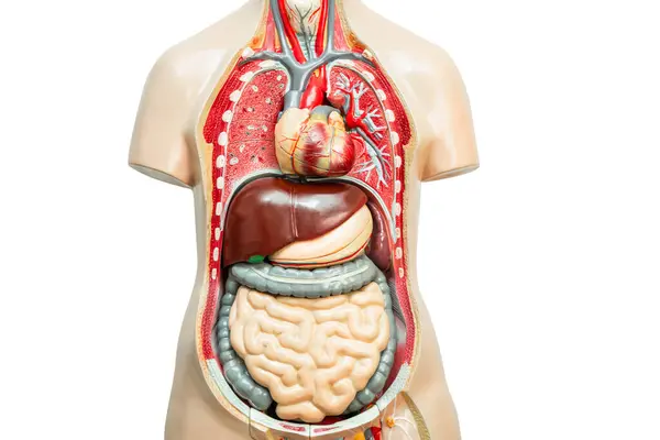 Human Kidney Model Anatomy Medical Training Course Teaching Medicine Education — Stock Photo, Image