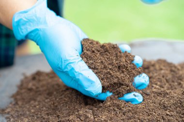 Elle tutulan turba yosunu organik madde tarım için toprağı geliştirir organik bitki, ekoloji kavramı.