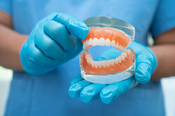 Стоматолог, стоматолог с моделью зубных зубов для обучения и лечения в больнице.