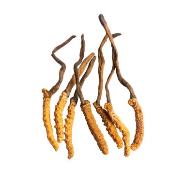 Cordyceps ya da Ophiocordyceps sinensis mantar bitkisi beyaz arka planda ilaç olarak kullanılır..