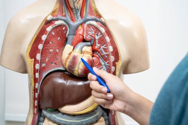 Öğrenci genç lisede insan vücut modeliyle anatomi biyolojisi öğreniyor..