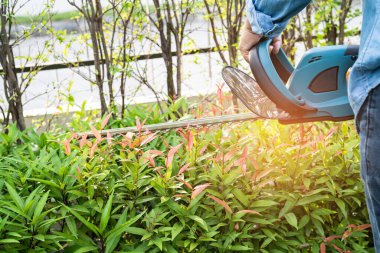 Woman taking care and growing plants, Hobby planting home garden, ornamental pruning.