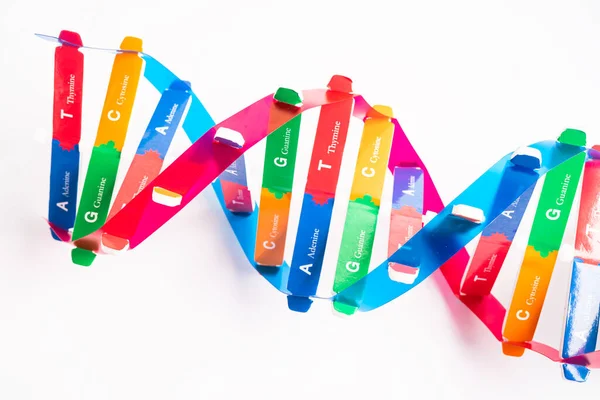 DNA or Deoxyribonucleic acid is a double helix chains structure formed by base pairs attached to a sugar phosphate backbone.
