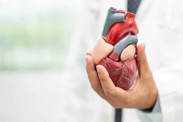 Cardiovascular disease CVD, Asian doctor holding human anatomy model for learn and treat heart disease.