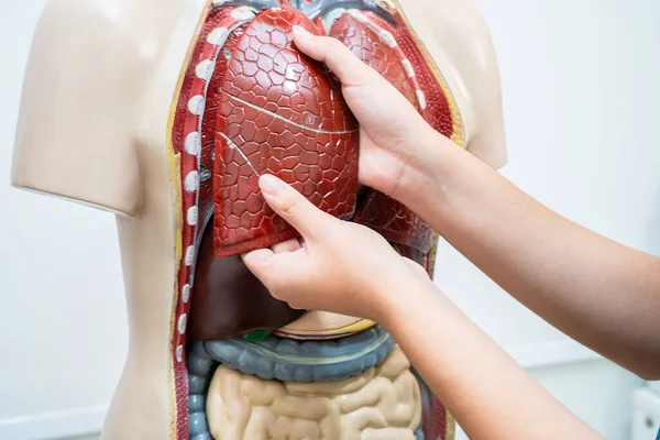 Estudante Adolescente Aprendendo Anatomia Biologia Com Modelo Corpo Humano Sala — Fotografia de Stock